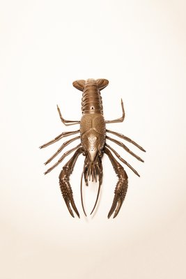 Bronze Crayfish Figurine, 1900s-MMH-1720157