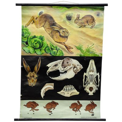 Brown Hare Common Rabbit Wall Chart Poster by Jung Koch Quentell-KJP-1149390