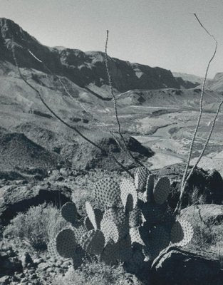 Cacti, Landscape, Rio Grande, USA, 1960s, Black & White Photograph-DYV-1245438