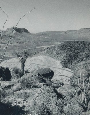 Cacti, Landscape, Rio Grande, USA, 1960s, Black & White Photograph-DYV-1245438