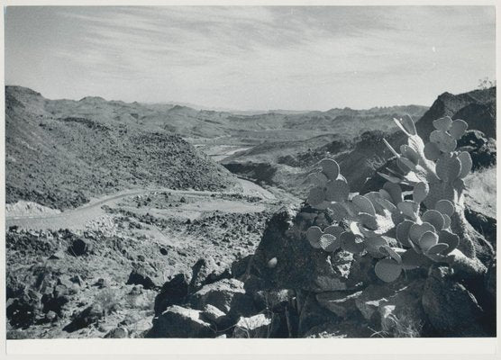 Cacti, Rio Grande, USA, 1960s, Black & White Photograph-DYV-1245432