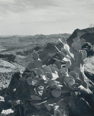 Cacti, Rio Grande, USA, 1960s, Black & White Photograph-DYV-1245432