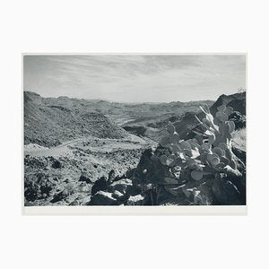 Cacti, Rio Grande, USA, 1960s, Black & White Photograph-DYV-1245432