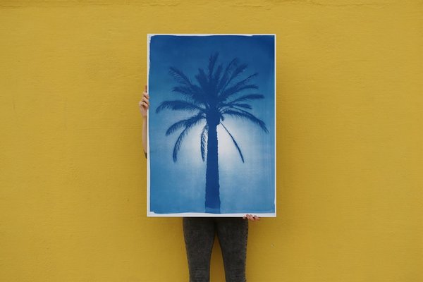 Cairo Citadel Palm, 2021, Cyanotype on Paper-RWC-1158240