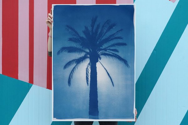 Cairo Citadel Palm, 2021, Cyanotype on Paper-RWC-1158240