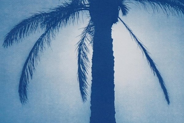 Cairo Citadel Palm, 2021, Cyanotype on Paper-RWC-1158240