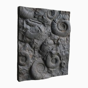 Cast Iron Plate Decorated with Ammonite Fossils, 1960s-QAV-2031463