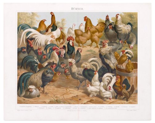 Chicken and Hens - Original Lithograph - Late 19th Century 1890s-ZCI-761857