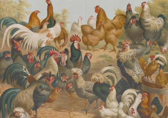 Chicken and Hens - Original Lithograph - Late 19th Century 1890s-ZCI-761857