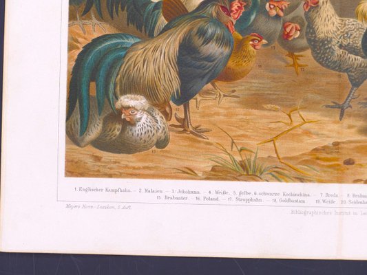 Chicken and Hens - Original Lithograph - Late 19th Century 1890s-ZCI-761857