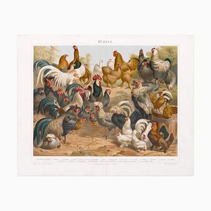 Chicken and Hens - Original Lithograph - Late 19th Century 1890s-ZCI-761857