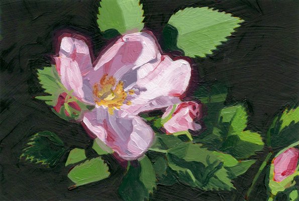 Christian Frederiksen, Wild Rose, 2023, Oil on Board-CHG-2037500