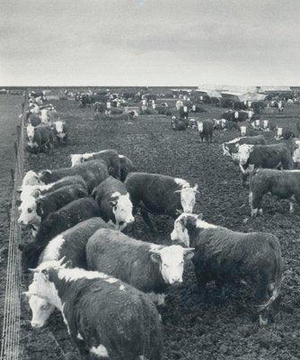 Cows, Texas, 1960s, Black and White Photograph-DYV-1278295