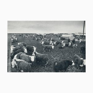 Cows, Texas, 1960s, Black and White Photograph-DYV-1278295