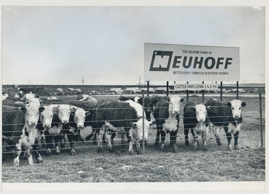 Cows, USA, 1960s, Black and White Photograph-DYV-1245430