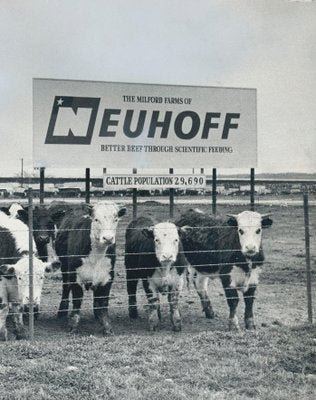 Cows, USA, 1960s, Black and White Photograph-DYV-1245430