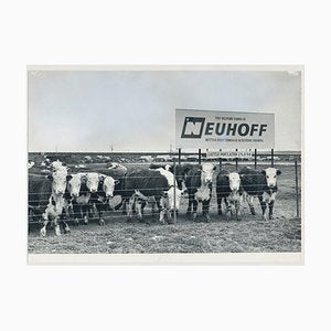 Cows, USA, 1960s, Black and White Photograph-DYV-1245430