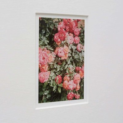 David Urbano, The Rose Garden No. 47, 2017, Photographic Giclee Print, Framed-WM-1419172