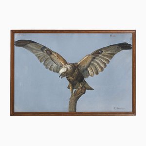 E. Henriksen, Bird of Prey, Gouache Painting, Framed-SA-1721995