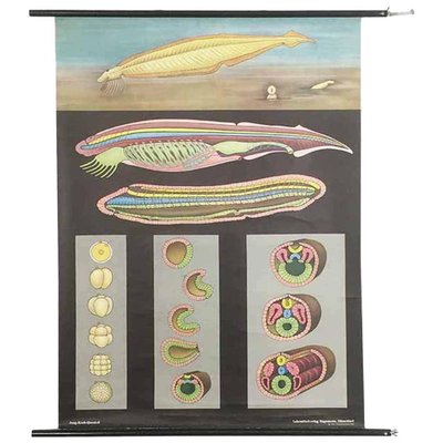 Educational Pull Down Biology Chart by Jung Koch Quentell, Germany, 1969-QZ-1053259