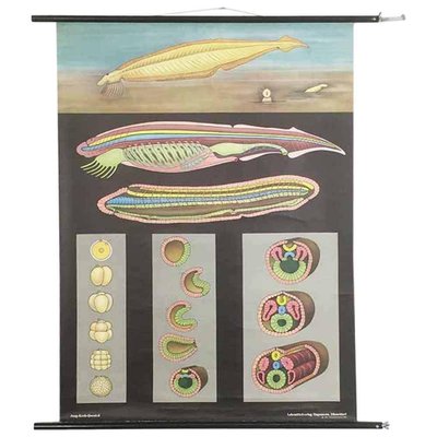 Educational Pull Down Biology Chart by Jung Koch Quentell, Germany, 1969-QZ-1053259