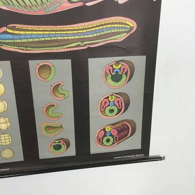 Educational Pull Down Biology Chart by Jung Koch Quentell, Germany, 1969-QZ-1053259