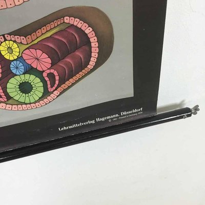 Educational Pull Down Biology Chart by Jung Koch Quentell, Germany, 1969-QZ-1053259