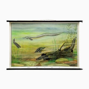 Eel Underwater Scene Fish Maritime Rollable Animal Poster Wall Chart-KJP-1149203