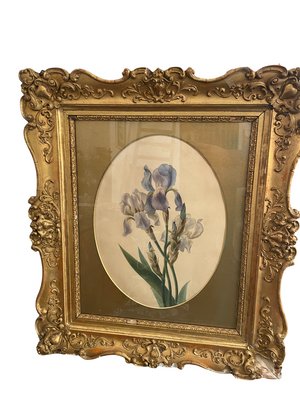 Emily Stackhouse, Schwertlilie, 1864, Watercolor on Paper, Framed-SEI-1192345