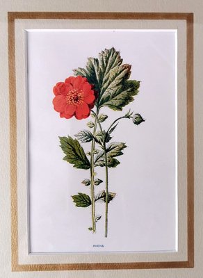 English Artist, Flowers, Chromolithographic Print Diptych, 1900, Framed-QRS-1788228