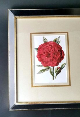 English Artist, Flowers, Chromolithographic Print Diptych, 1900, Framed-QRS-1788228