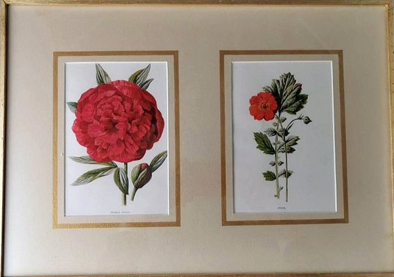 English Artist, Flowers, Chromolithographic Print Diptych, 1900, Framed-QRS-1788228