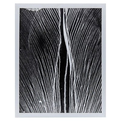 Enrico Garzaro, Black and White Photography, Flora Photogram-WM-1044988