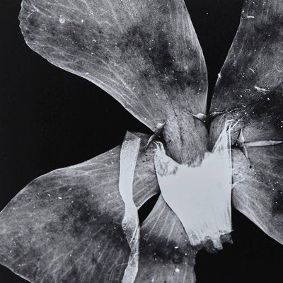 Enrico Garzaro, Flora Photogram, Black and White Photography-WM-1045000