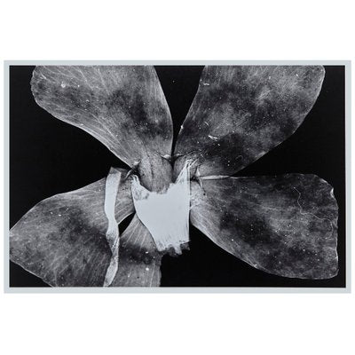 Enrico Garzaro, Flora Photogram, Black and White Photography-WM-1045000