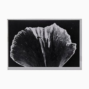 Enrico Garzaro, Flora Photogram-WM-1044784