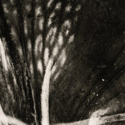 Enrico Garzaro, Flora Series Image, 2015, Black and White Photograph-WM-1177902