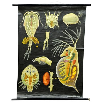 Entomostraca Animal Poster Print Pull-Down Wall Chart by Jung Koch Quentell-KJP-1149201