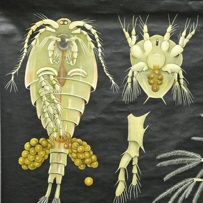 Entomostraca Animal Poster Print Pull-Down Wall Chart by Jung Koch Quentell-KJP-1149201