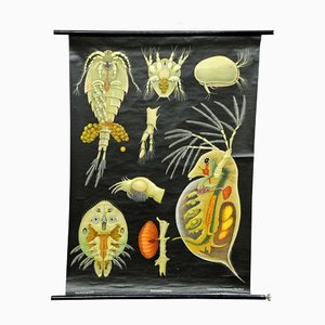 Entomostraca Animal Poster Print Pull-Down Wall Chart by Jung Koch Quentell-KJP-1149201