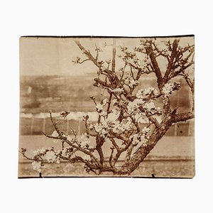 Eugene Atget, Photograph, 1900s-YXM-896916