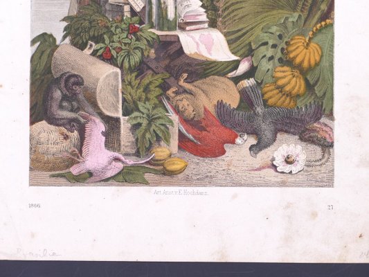 Exotic Animals - Original Lithograph by Emil Hochdanz- 1866 1866-ZCI-761863