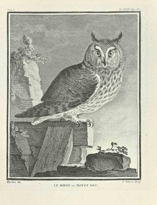 F. Hubert, Le Hibou ou Moyen Duc, Etching, 1771-ZCI-2029895