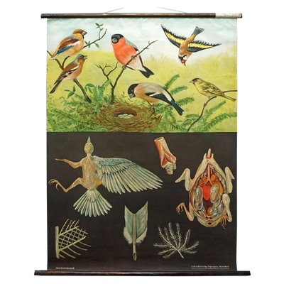 Finches Birds Rollable Wallchart by Jung Koch Quentell-KJP-1149171