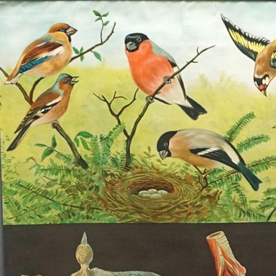 Finches Birds Rollable Wallchart by Jung Koch Quentell-KJP-1149171