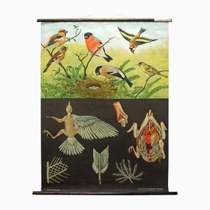 Finches Birds Rollable Wallchart by Jung Koch Quentell-KJP-1149171