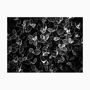 Flower, 1989, Archival Pigment Print-OBQ-942974