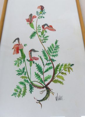 Flowers Watercolor by W. Kratz, 1950s, Set of 4-EY-716926