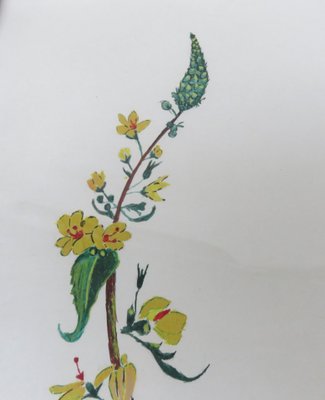 Flowers Watercolor by W. Kratz, 1950s, Set of 4-EY-716926