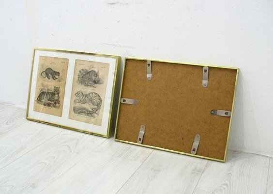 Framed Zoological Pictures, 1970s, Set of 2-WVA-1819547